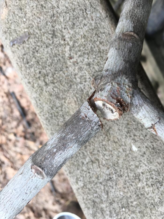 *very dead stick