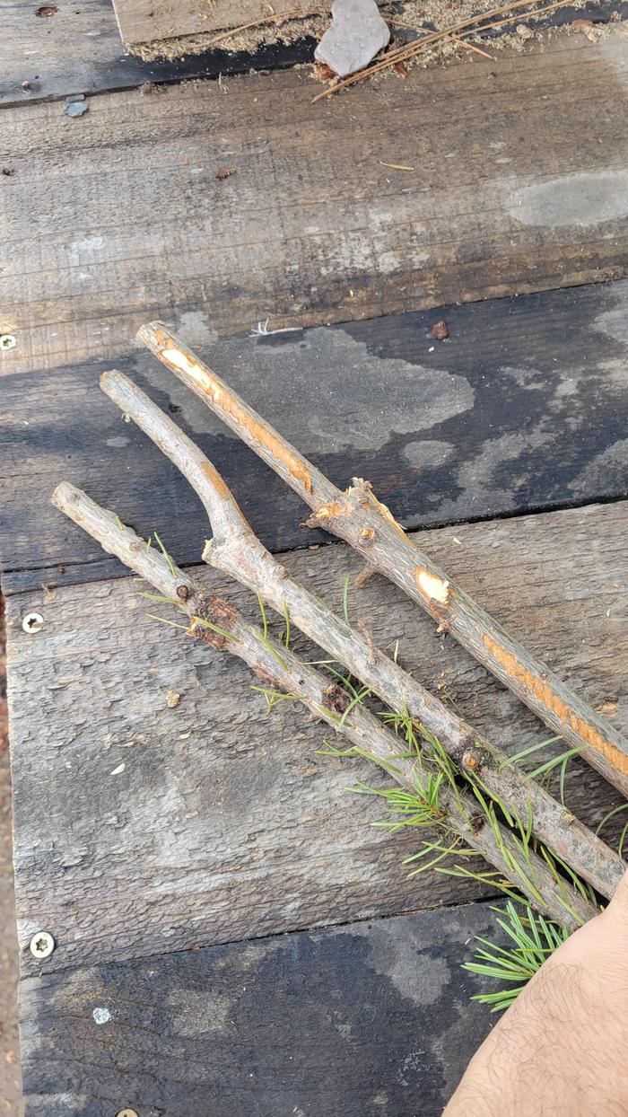 Starting wood B (pegs)