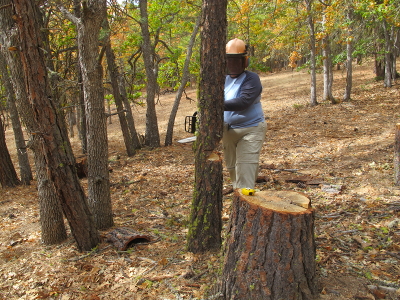 notch in dead tree