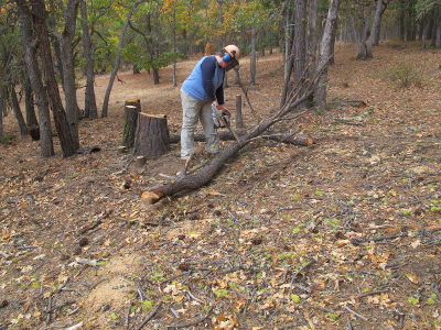 started limbing the dead tree 