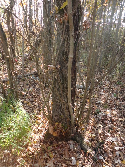 This is the tree I intend to drop. You can also see the new trunk shoot I hope to save.