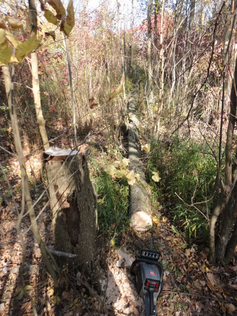 This is the successfully felled tree, landing where I wanted, not hitting the house or doing much damage to other young growing trees.