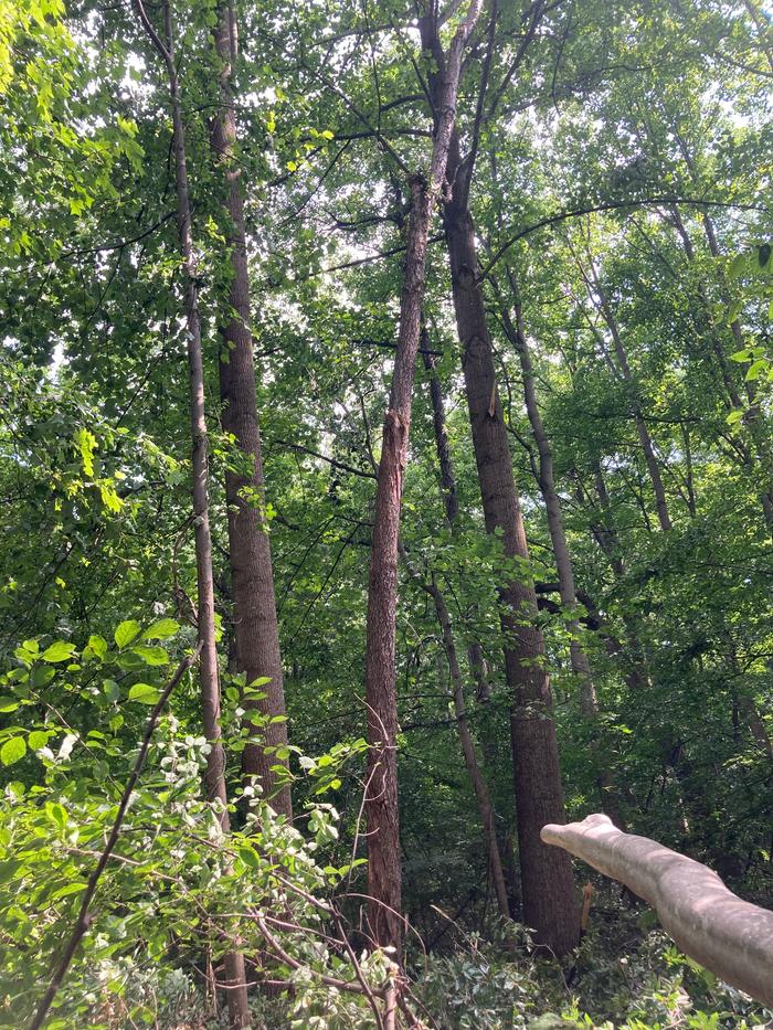 Chosen tree cracked and leaning beside the trail