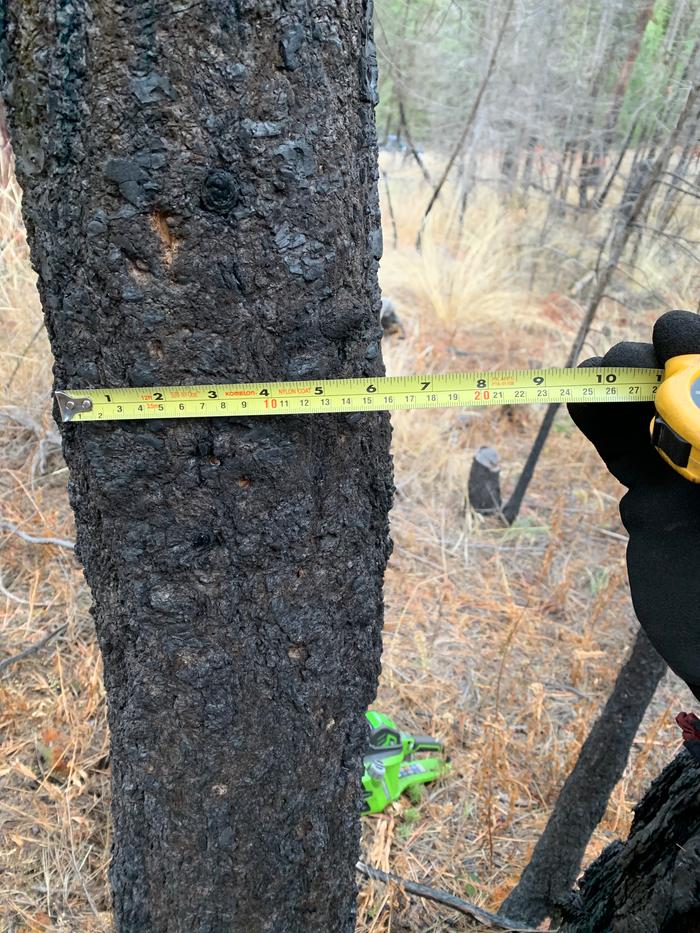 deadstanding-tree-measured-before-felling