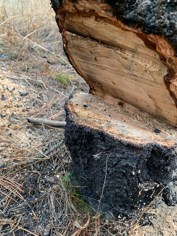 deadstanding-tree-chainsaw-wedge-cut