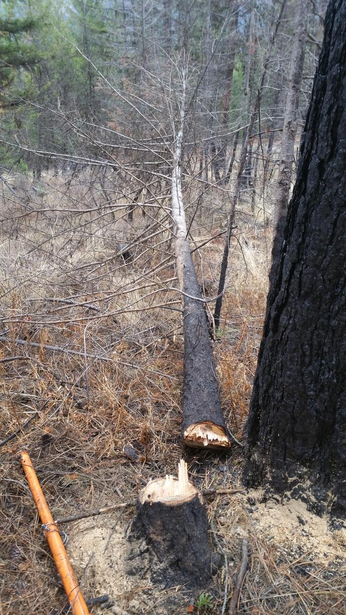 deadstanding-tree&amp;#61;felled-with-chainsaw