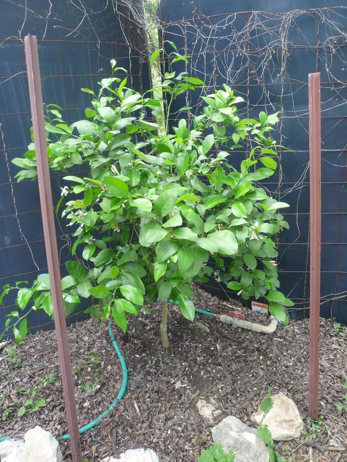 lemon tree