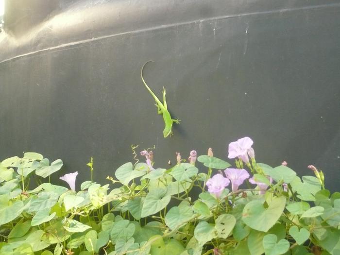 Anole and native Morning Glories