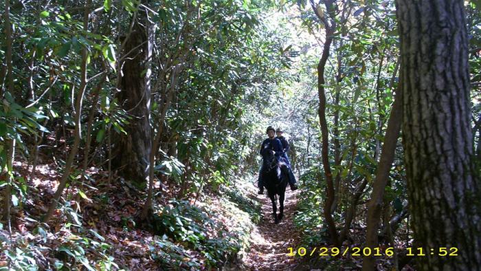 ponies at Smoky Mountain National Park